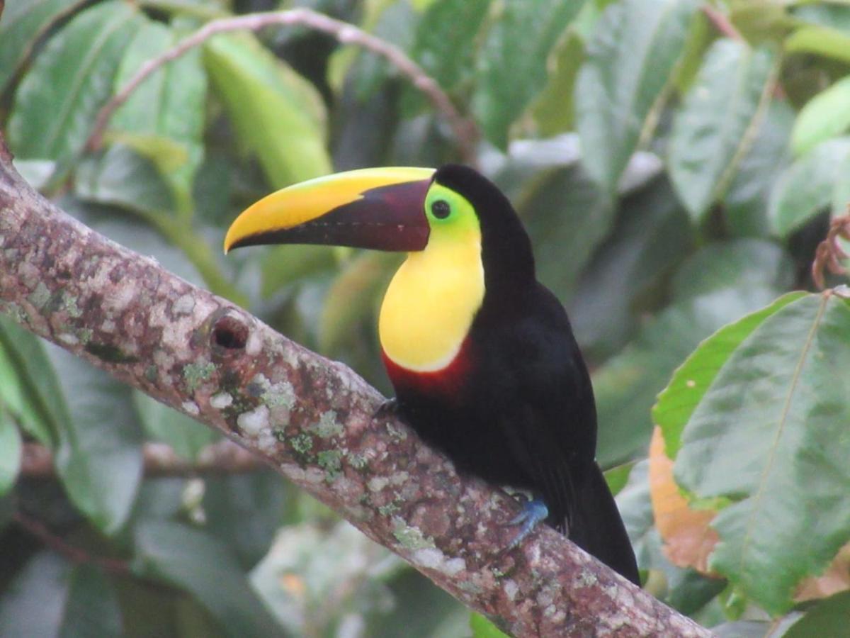 Toucan Lane Hotel And Restaurant Nuevo Arenal Exteriör bild
